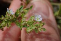 Veronica anagallis-aquatica