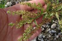 Veronica anagallis-aquatica