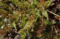 Veronica anagallis-aquatica