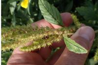 Amaranthus powellii