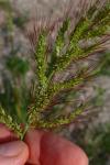 Echinochloa crus-galli