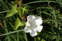 Convolvulus sepium