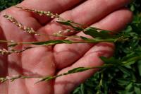 Persicaria hydropiper