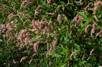 Persicaria lapathifolia