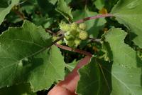 Xanthium strumarium