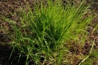 Leersia oryzoides