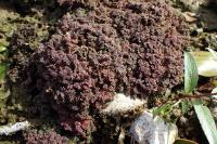 Azolla filiculoides
