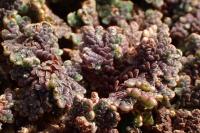Azolla filiculoides