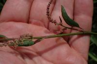 Atriplex prostrata