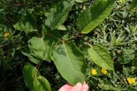 Reynoutria japonica