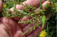 Lipandra polysperma