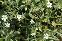 Stellaria aquatica