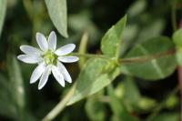 Stellaria aquatica