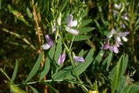 Galega officinalis