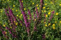 Lythrum salicaria