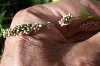 Persicaria maculosa