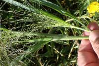 Panicum capillare