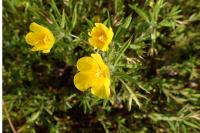 Ludwigia grandiflora