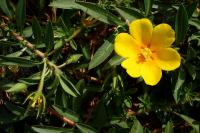 Ludwigia grandiflora