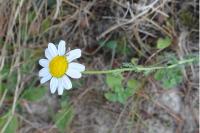 Chamaemelum nobile