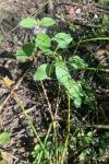 Mentha arvensis