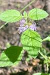 Mentha arvensis