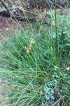 Juncus effusus