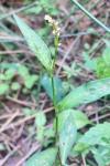 Persicaria lapathifolia