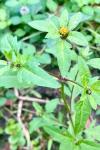 Bidens tripartita