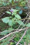 Solanum dulcamara