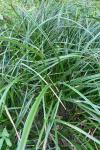 Carex