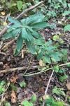 Daphne laureola
