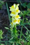 Linaria vulgaris
