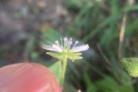 Stellaria aquatica