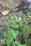 Stellaria aquatica