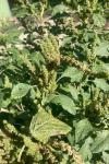 Amaranthus retroflexus