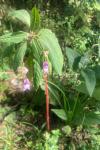 Impatiens glandulifera