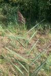 Phragmites australis