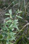 Lithospermum officinale