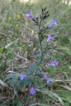 Clinopodium nepeta