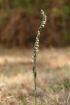 Spiranthes spiralis