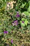 Medicago sativa