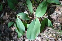 Convallaria majalis