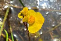 Utricularia neglecta