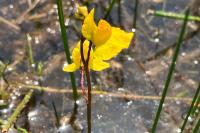 Utricularia neglecta