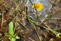 Utricularia neglecta