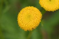 Tanacetum vulgare