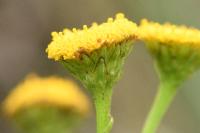 Tanacetum vulgare