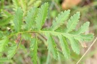 Tanacetum vulgare