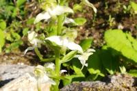 Platanthera chlorantha
